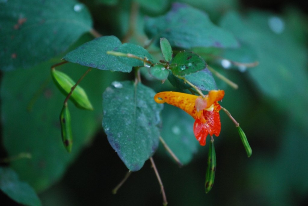 Jewelweed: Nature’s Remedy and Childhood&nbsp;Delight