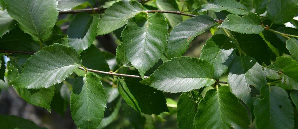 The Birch Twig Tradition in Appalachia: A Natural&nbsp;Toothbrush