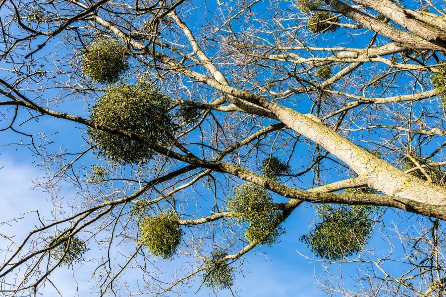 Mistletoe in Appalachia: A Holiday&nbsp;Staple