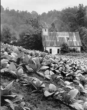 Growing Up in Appalachia’s Tobacco Country- Spring in Daddy’s Tobacco&nbsp;Fields