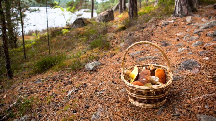 Springtime Secrets of Appalachia: Wild Foods of the Forest&nbsp;Floor