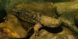 Leave the Hellbender Alone- A Call to Protect Appalachia’s Giant&nbsp;Salamander