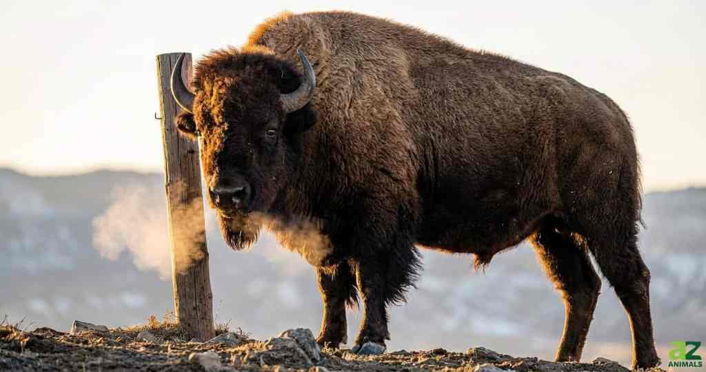The Wild Return of Bison to Appalachia After Centuries&nbsp;Away