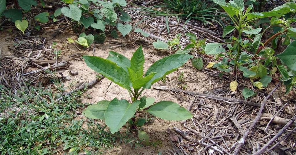 Appalachian Poke Sallet A Tradition of Care and&nbsp;Flavor