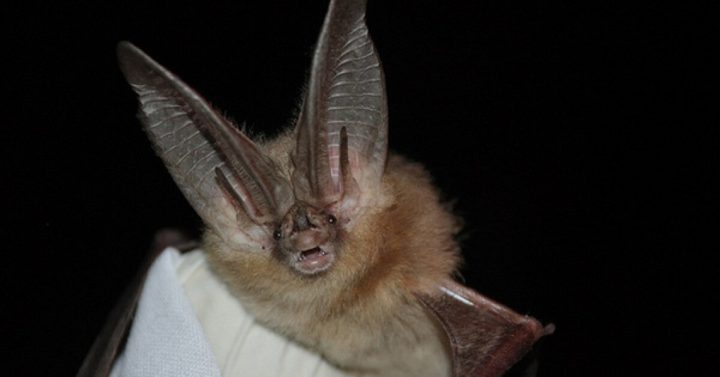 The Virginia Big-Eared Bat of Appalachia: A Remarkable Guardian of Mountain&nbsp;Caves
